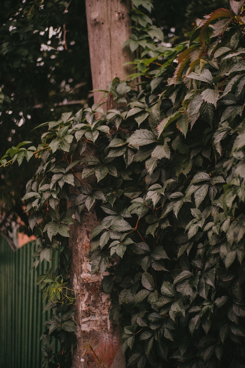 Before: Overgrown vine-covered fence